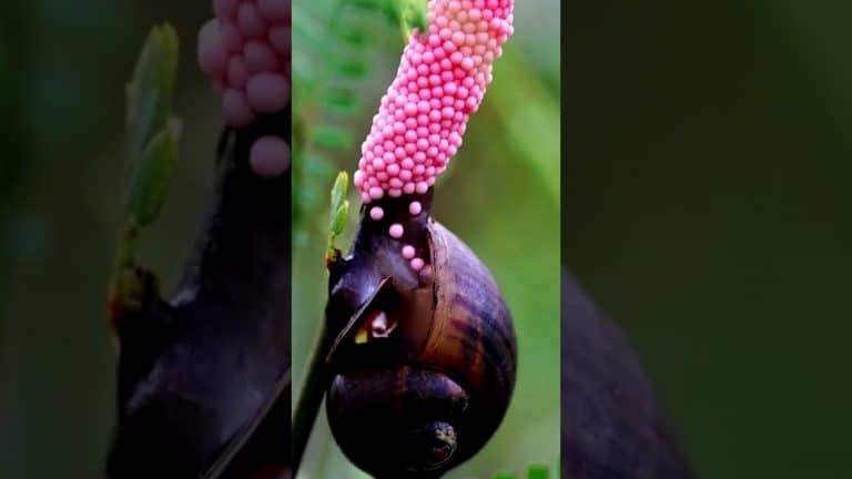 Sabor único de las huevas de caracol